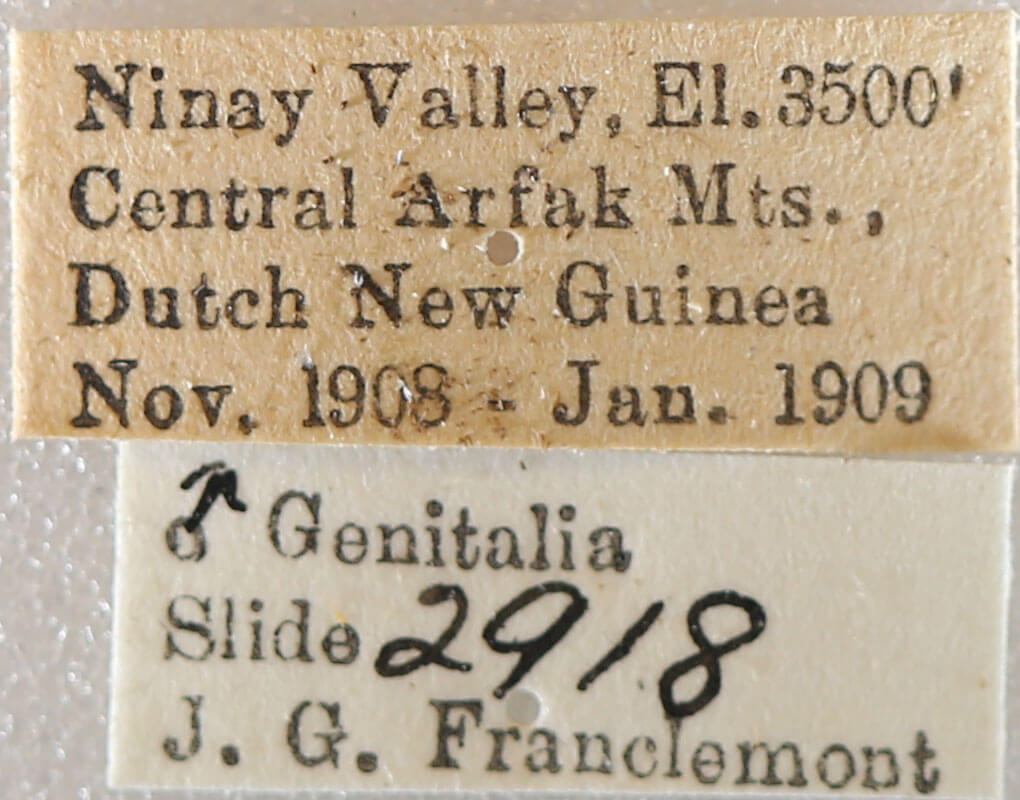 label view of adult Milionia dohertyi