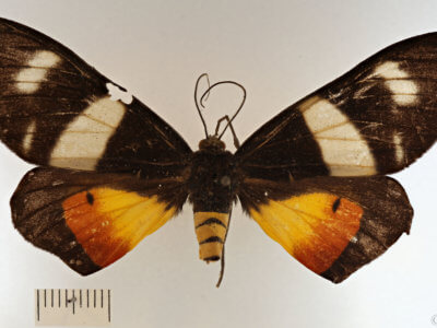 dorsal view of adult Milionia dohertyi