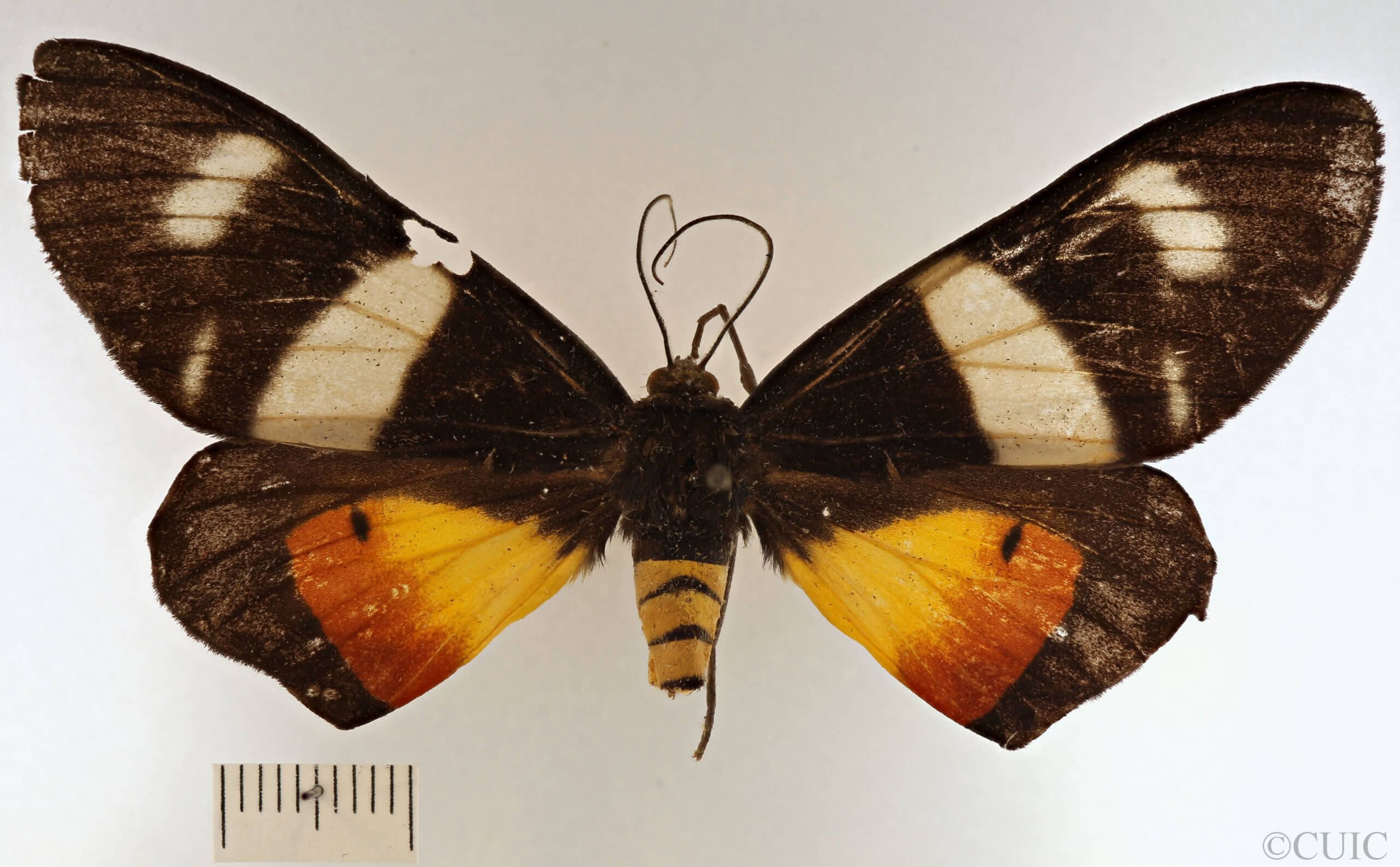 dorsal view of adult Milionia dohertyi