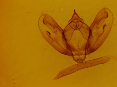 genitalia view of adult Milionia basalis