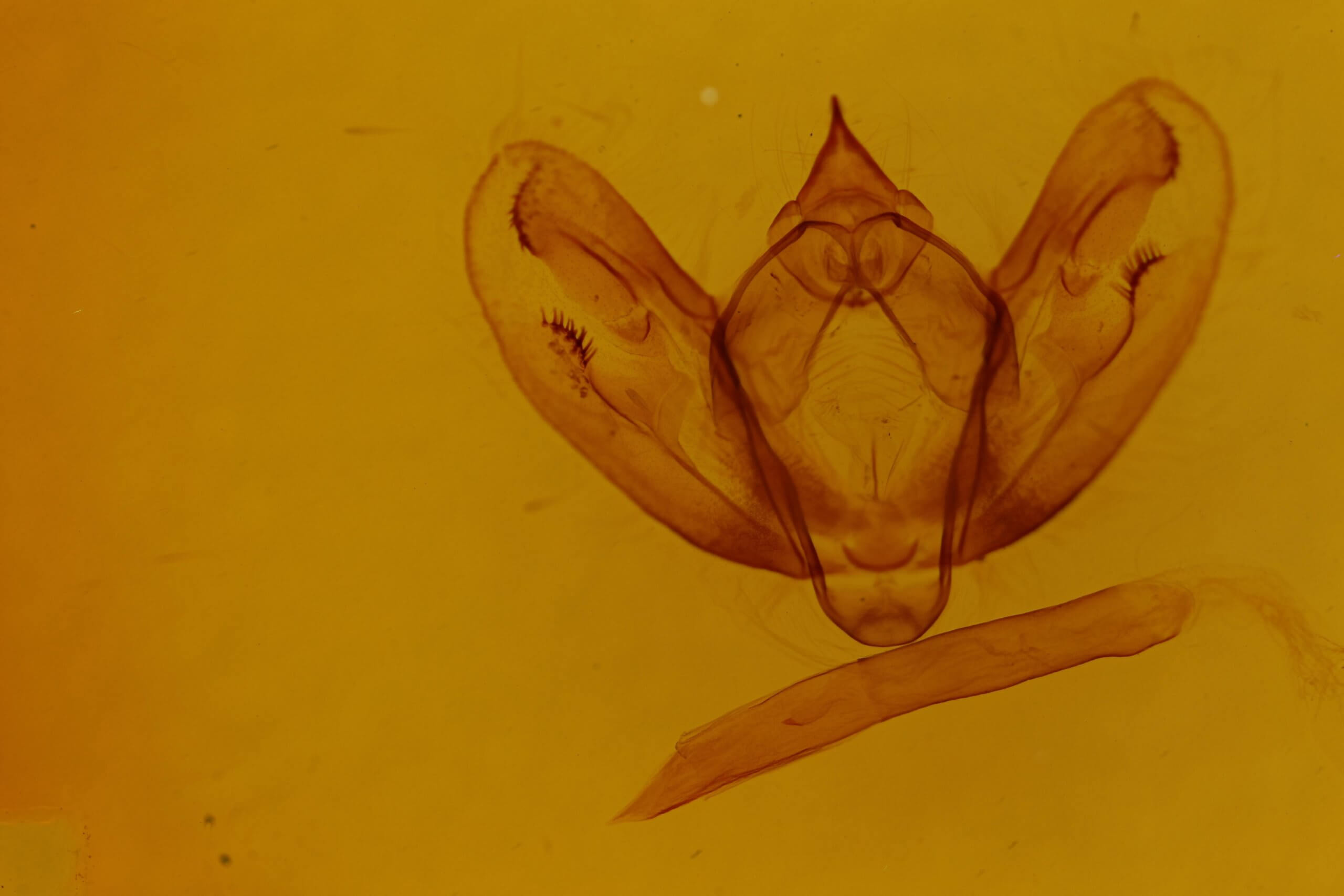 genitalia view of adult Milionia basalis