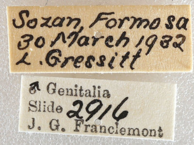 label view of adult Milionia basalis