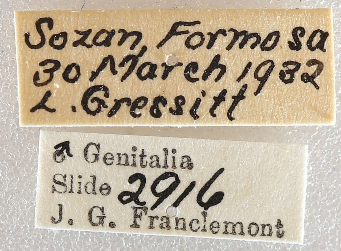 label view of adult Milionia basalis