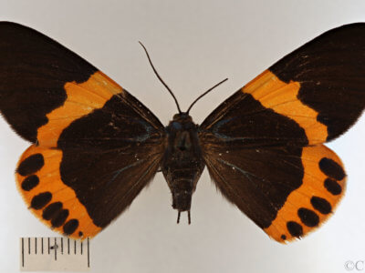 dorsal view of adult Milionia basalis