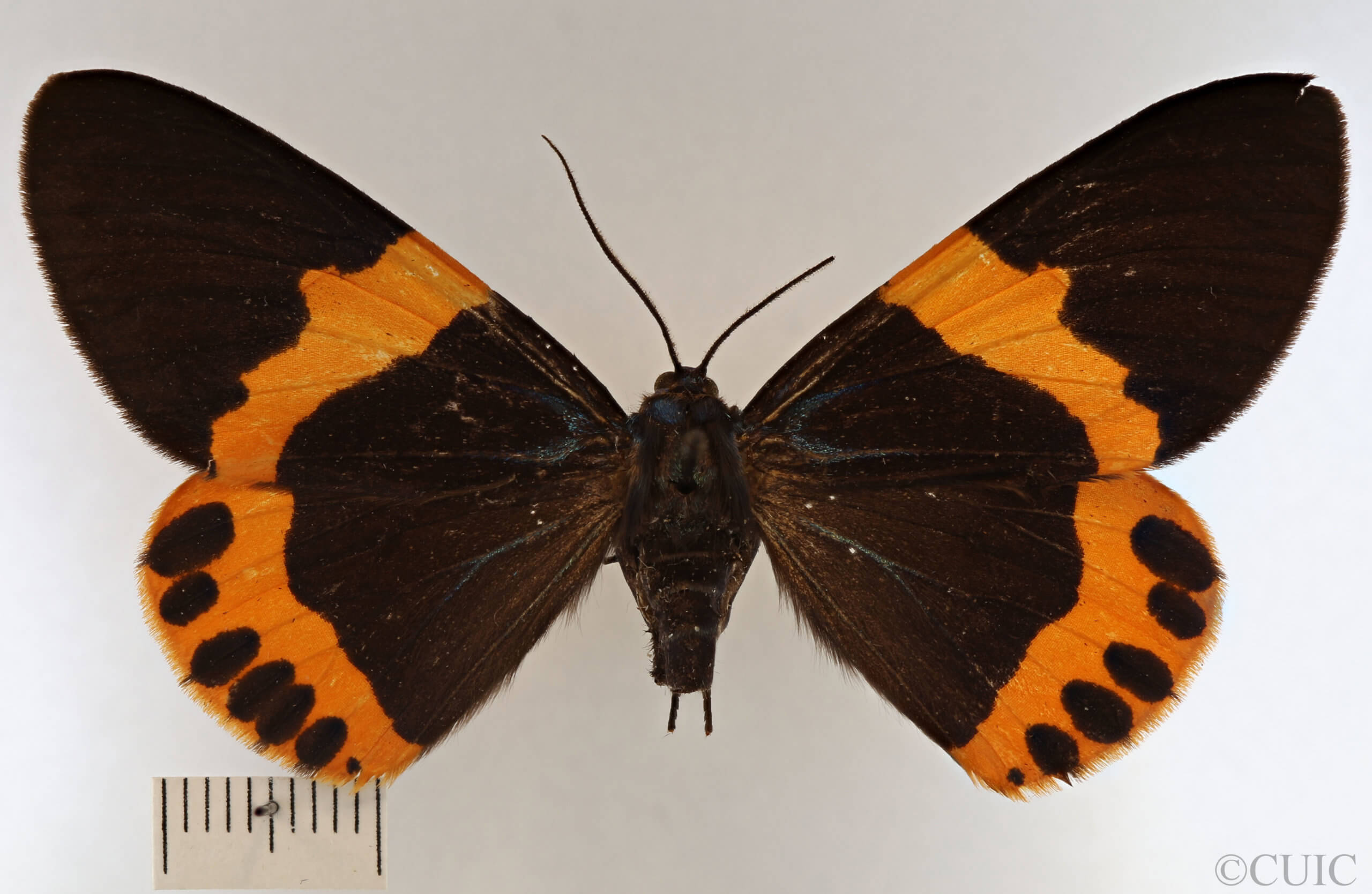dorsal view of adult Milionia basalis