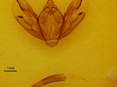 genitalia view of adult Milionia rawakensis