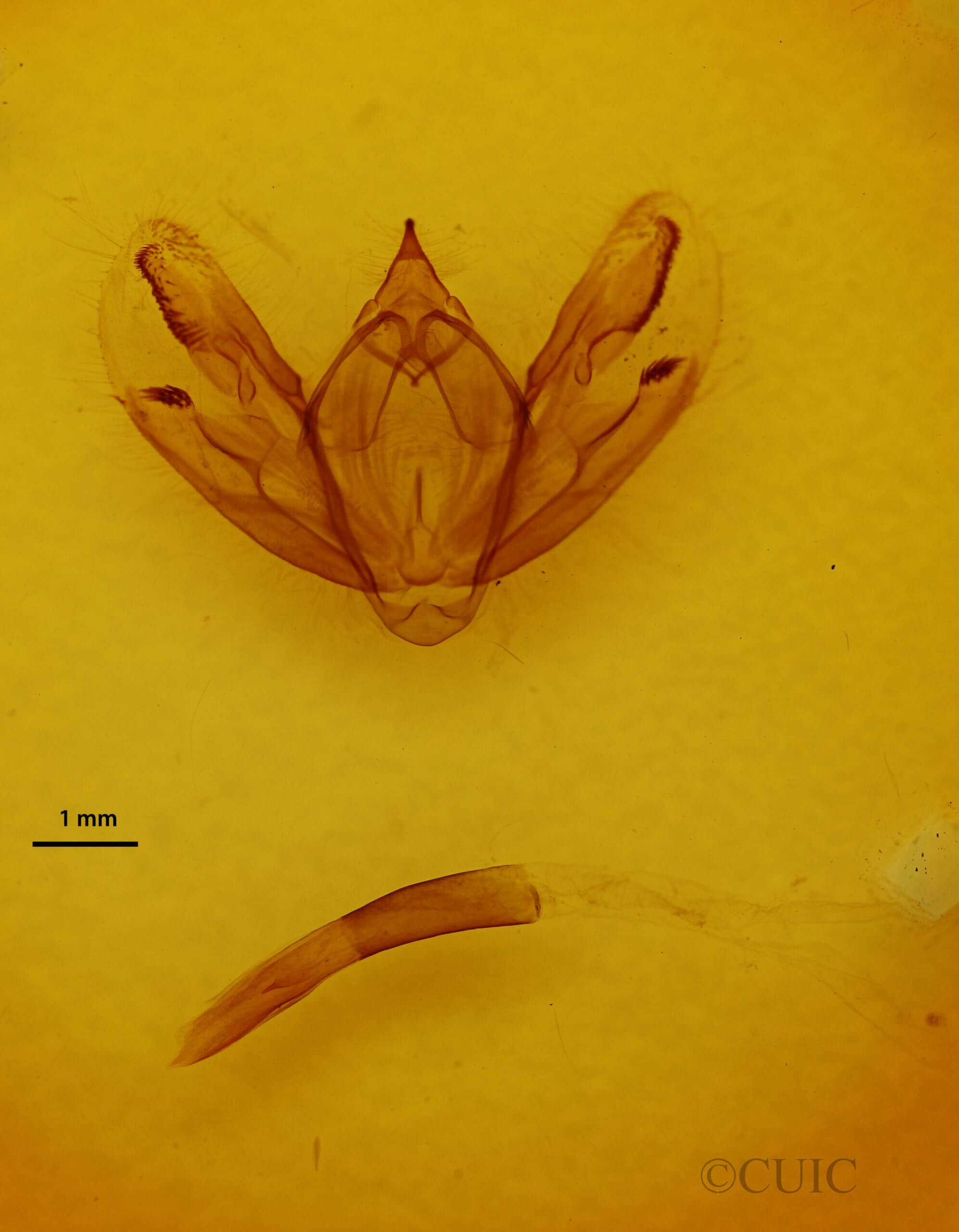 genitalia view of adult Milionia rawakensis