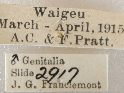 label view of adult Milionia rawakensis