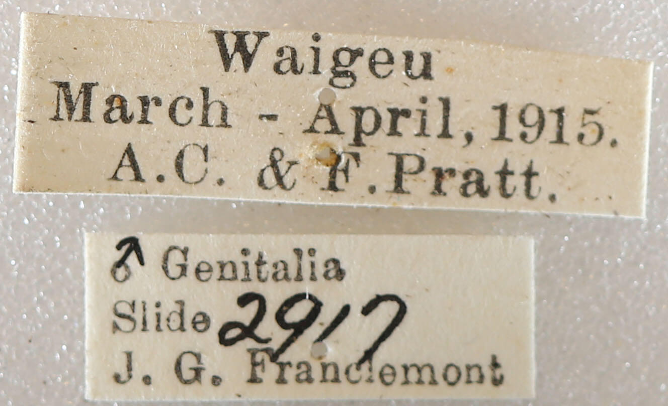 label view of adult Milionia rawakensis