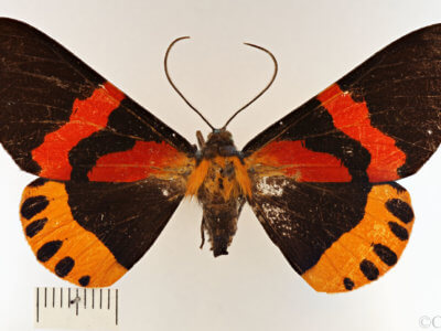 dorsal view of adult Milionia rawakensis