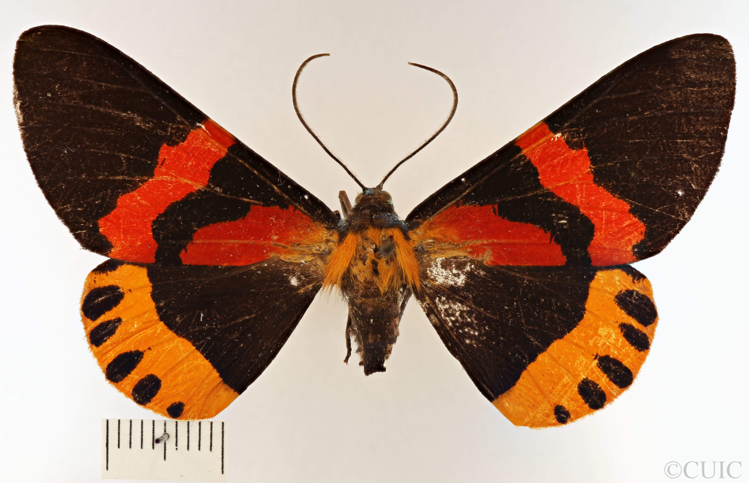 dorsal view of adult Milionia rawakensis