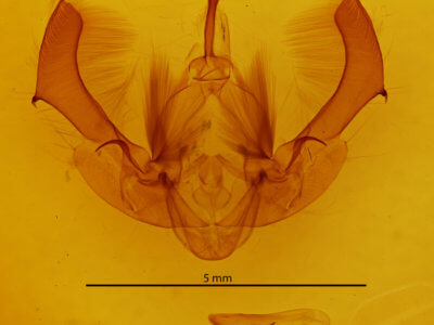 genitalia view of adult Morrisonia confusa