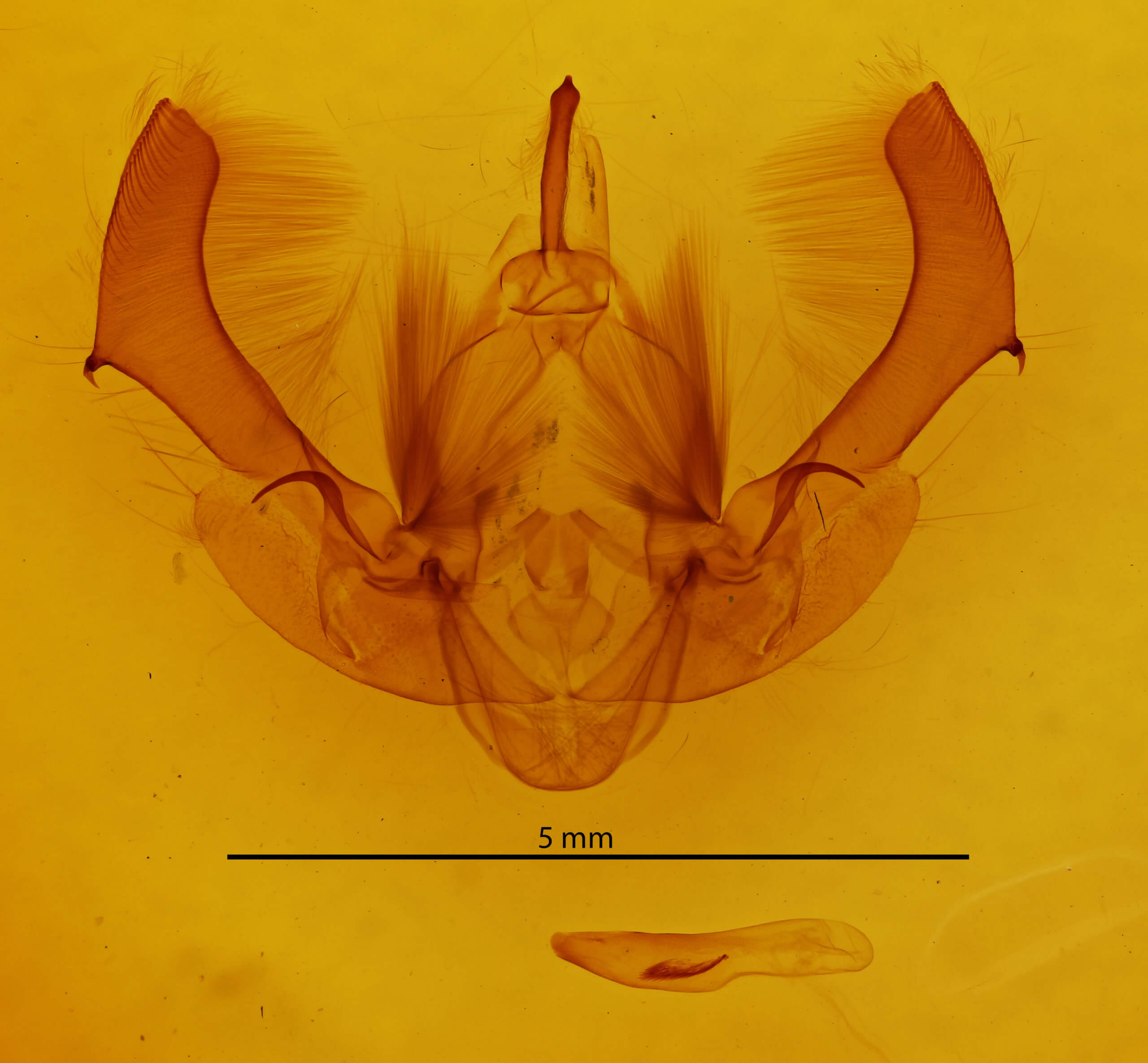 genitalia view of adult Morrisonia confusa