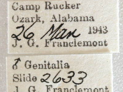 label view of adult Nemoria bistriaria