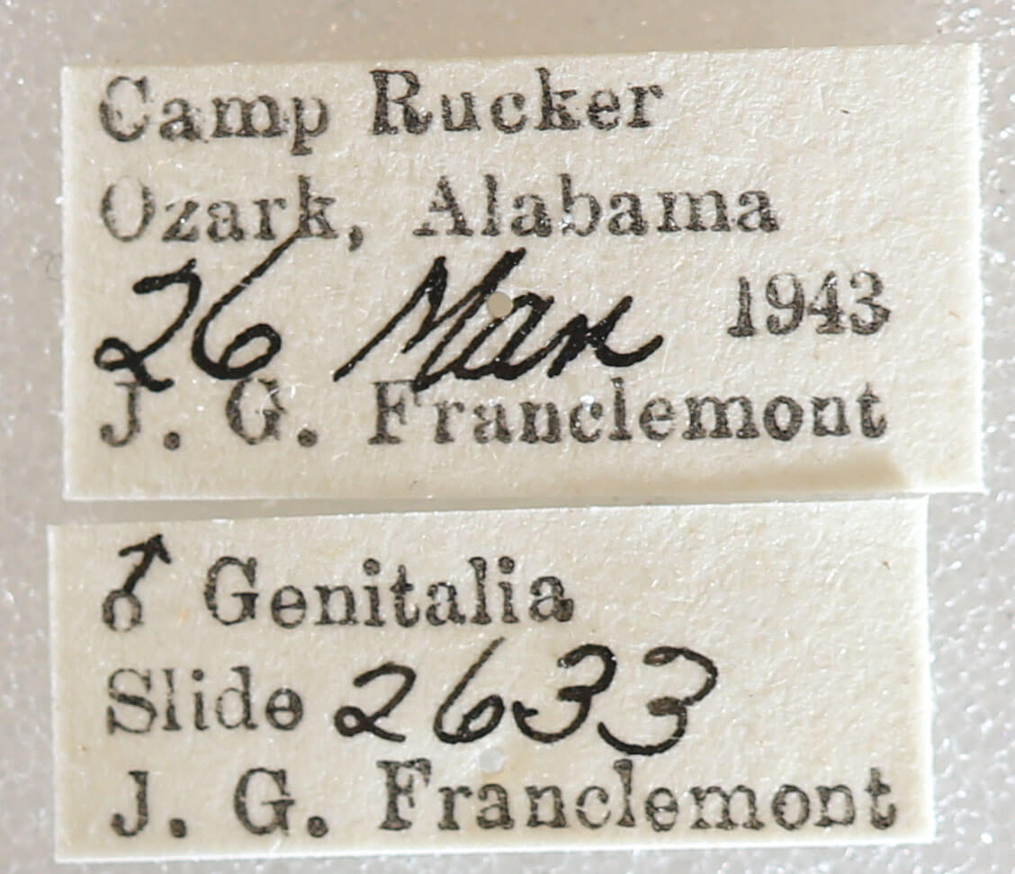 label view of adult Nemoria bistriaria