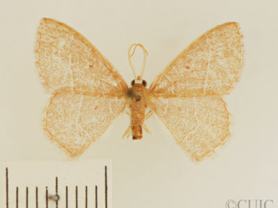 dorsal view of adult Nemoria bistriaria