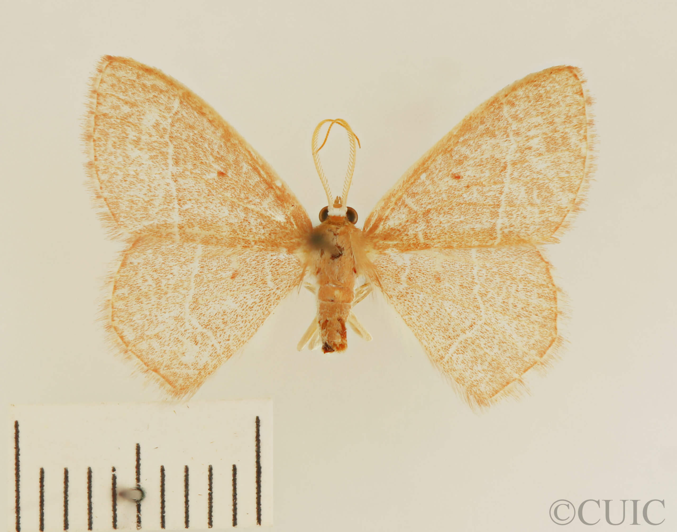 dorsal view of adult Nemoria bistriaria