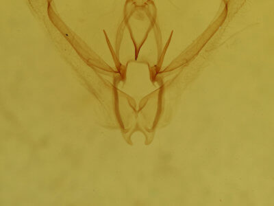 genitalia view of adult Nemoria bistriaria