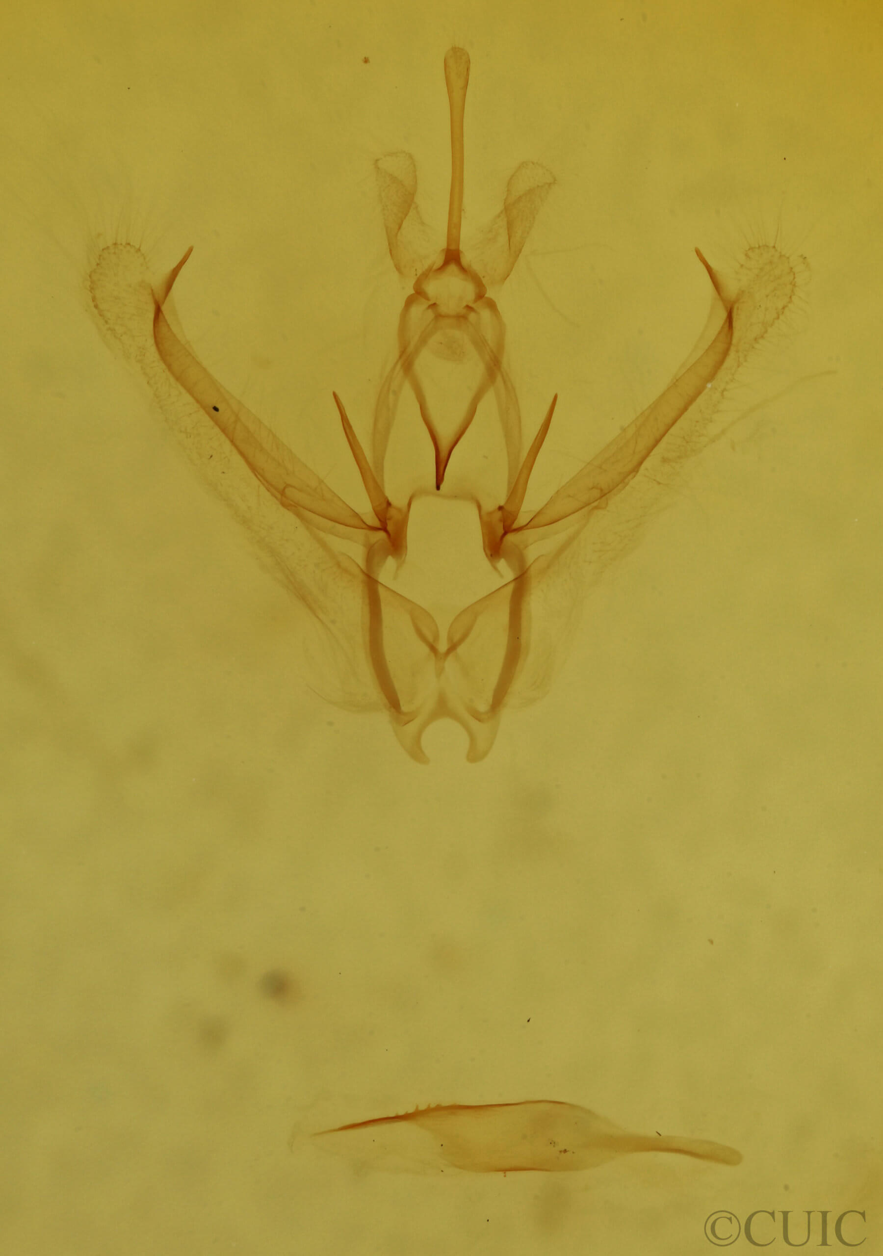 genitalia view of adult Nemoria bistriaria