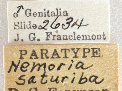 label view of adult Nemoria saturiba