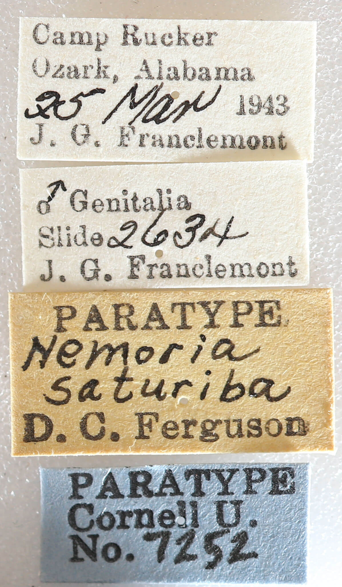 label view of adult Nemoria saturiba
