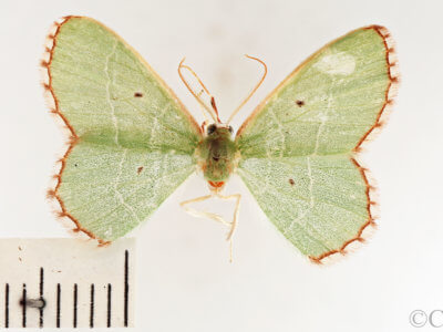 dorsal view of adult Nemoria saturiba
