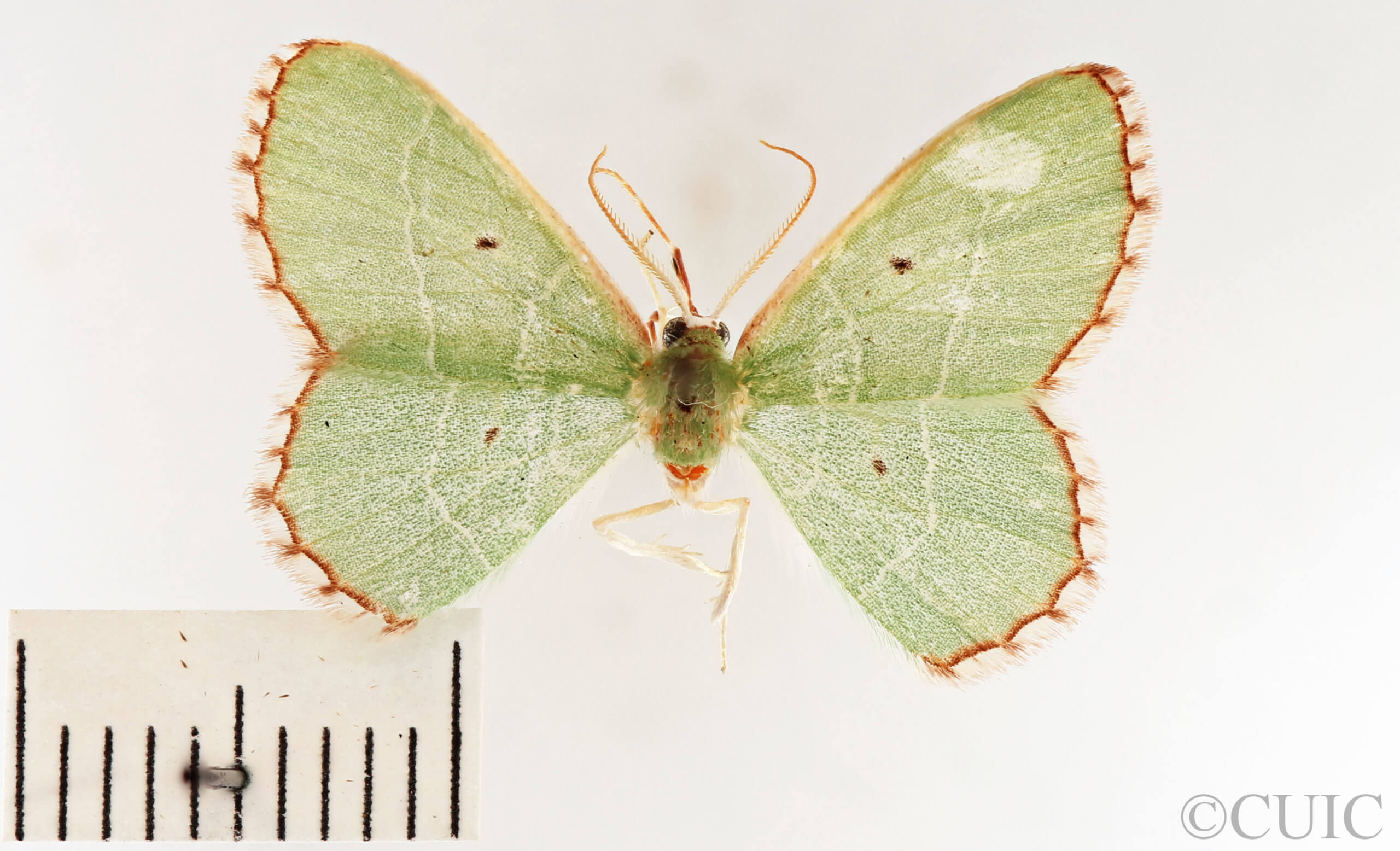dorsal view of adult Nemoria saturiba