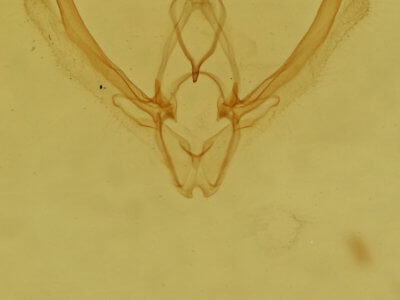 genitalia view of adult Nemoria saturiba