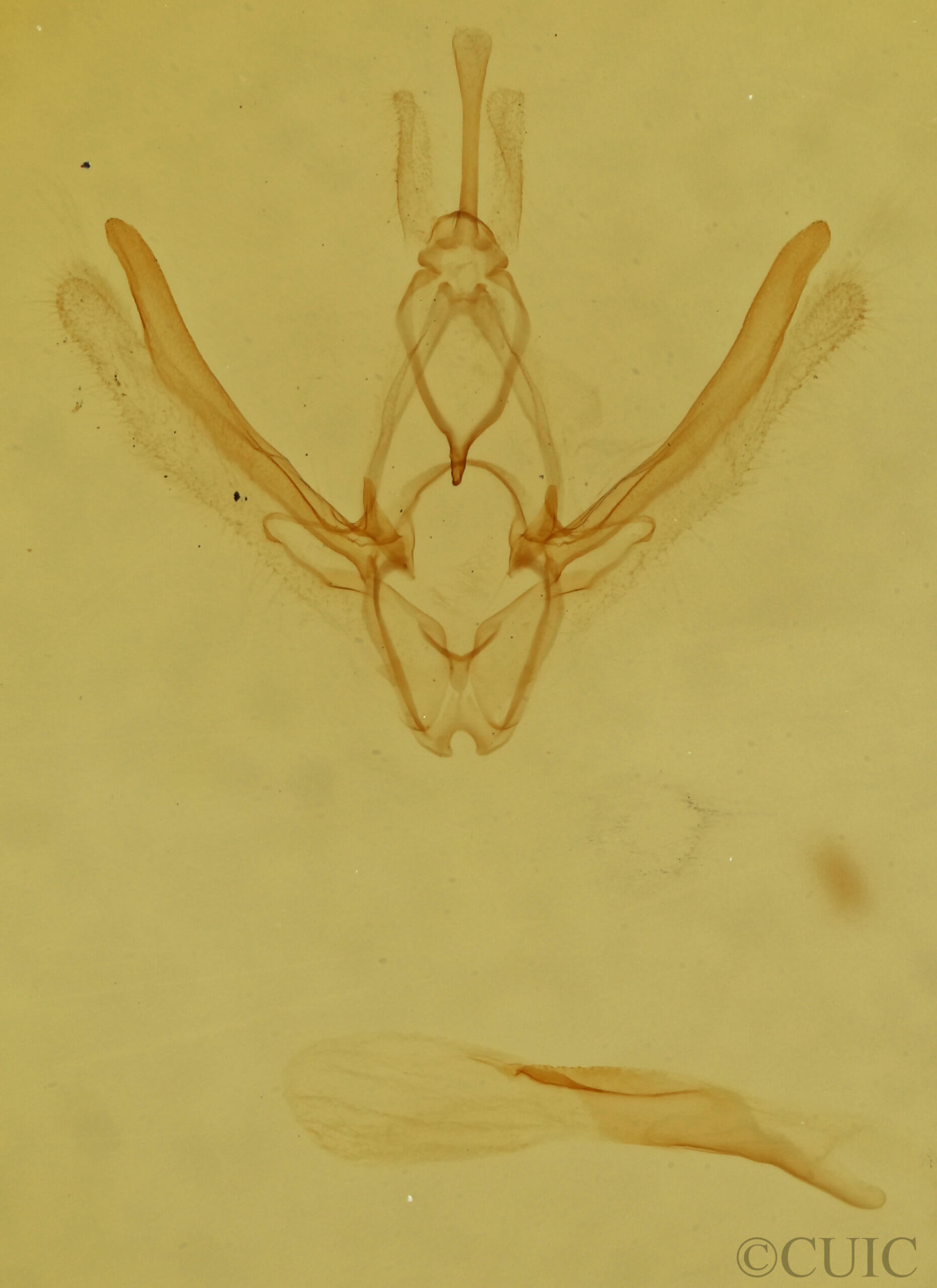 genitalia view of adult Nemoria saturiba