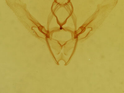genitalia view of adult Nemoria lixaria