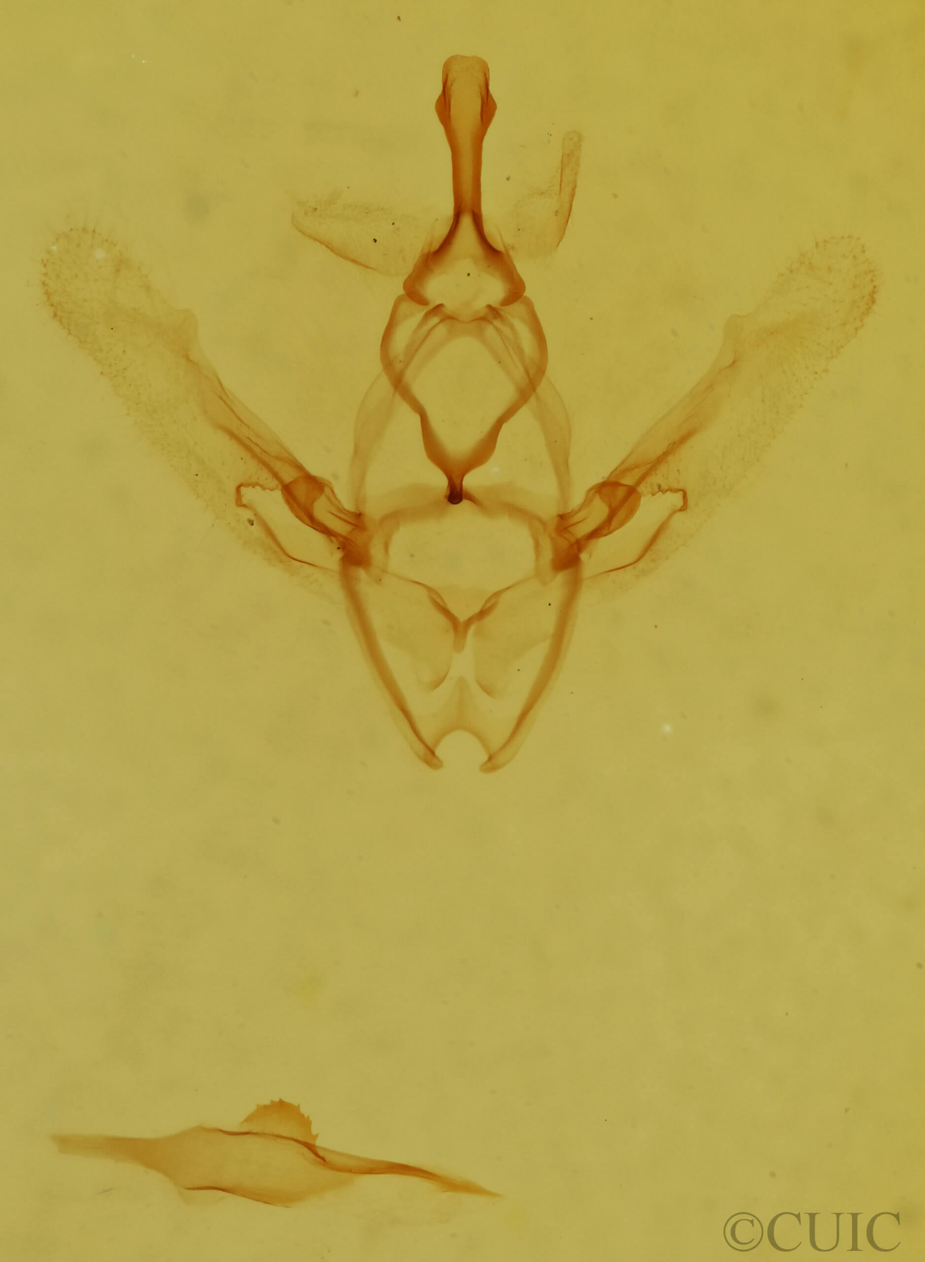 genitalia view of adult Nemoria lixaria
