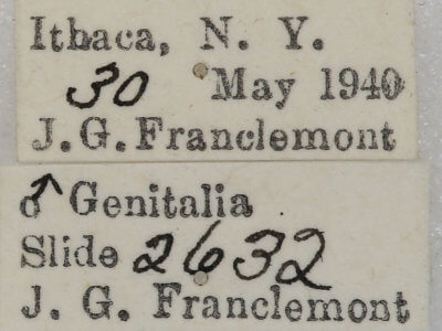 label view of adult Nemoria mimosaria