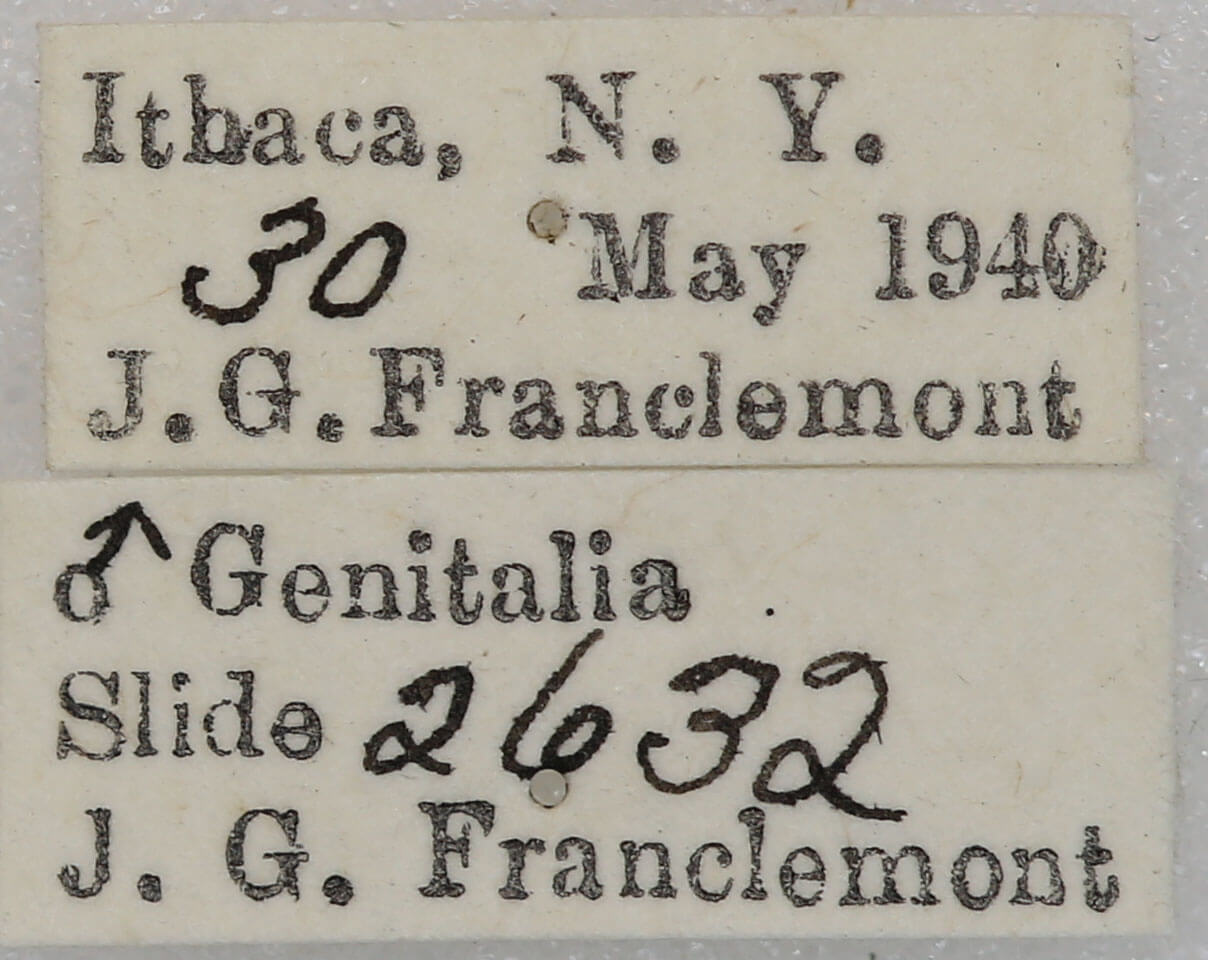 label view of adult Nemoria mimosaria