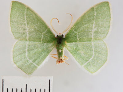 dorsal view of adult Nemoria mimosaria