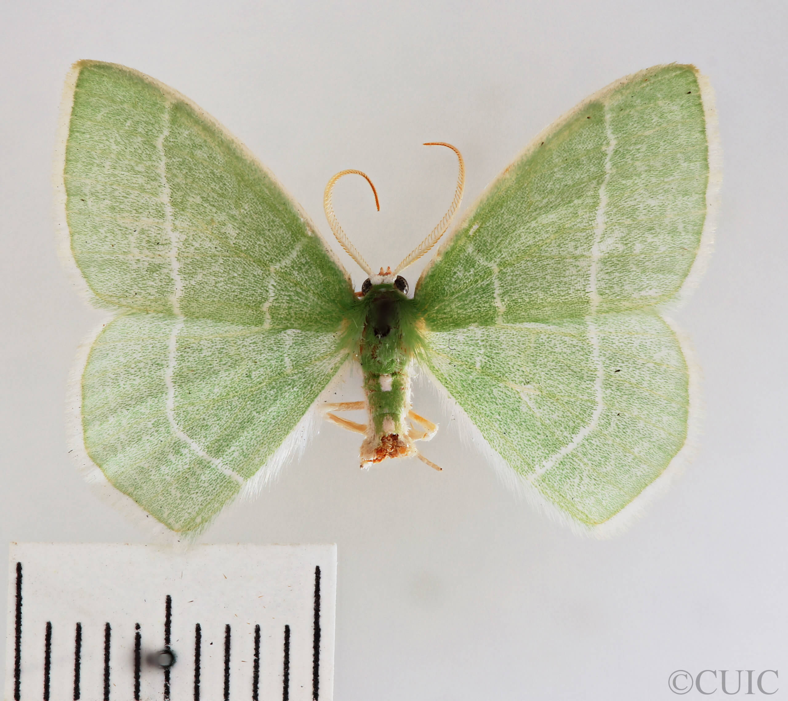 dorsal view of adult Nemoria mimosaria