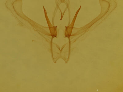 genitalia view of adult Nemoria mimosaria