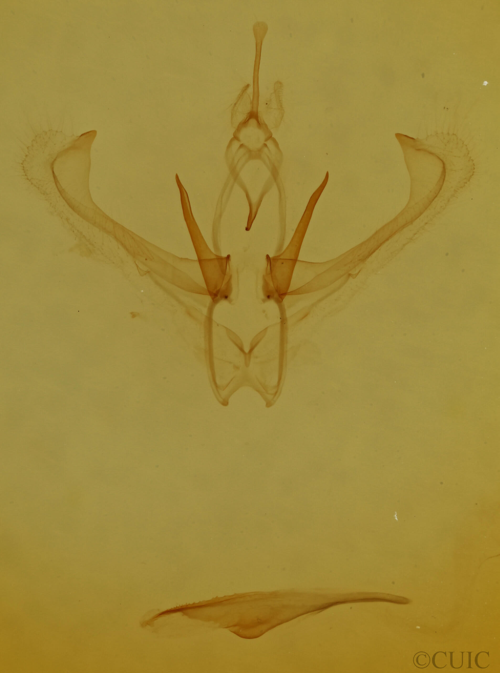 genitalia view of adult Nemoria mimosaria