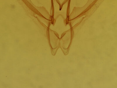 genitalia view of adult Nemoria rubrifrontaria