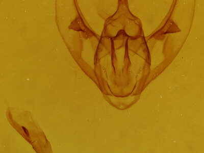 genitalia view of adult Neoalcis californiaria