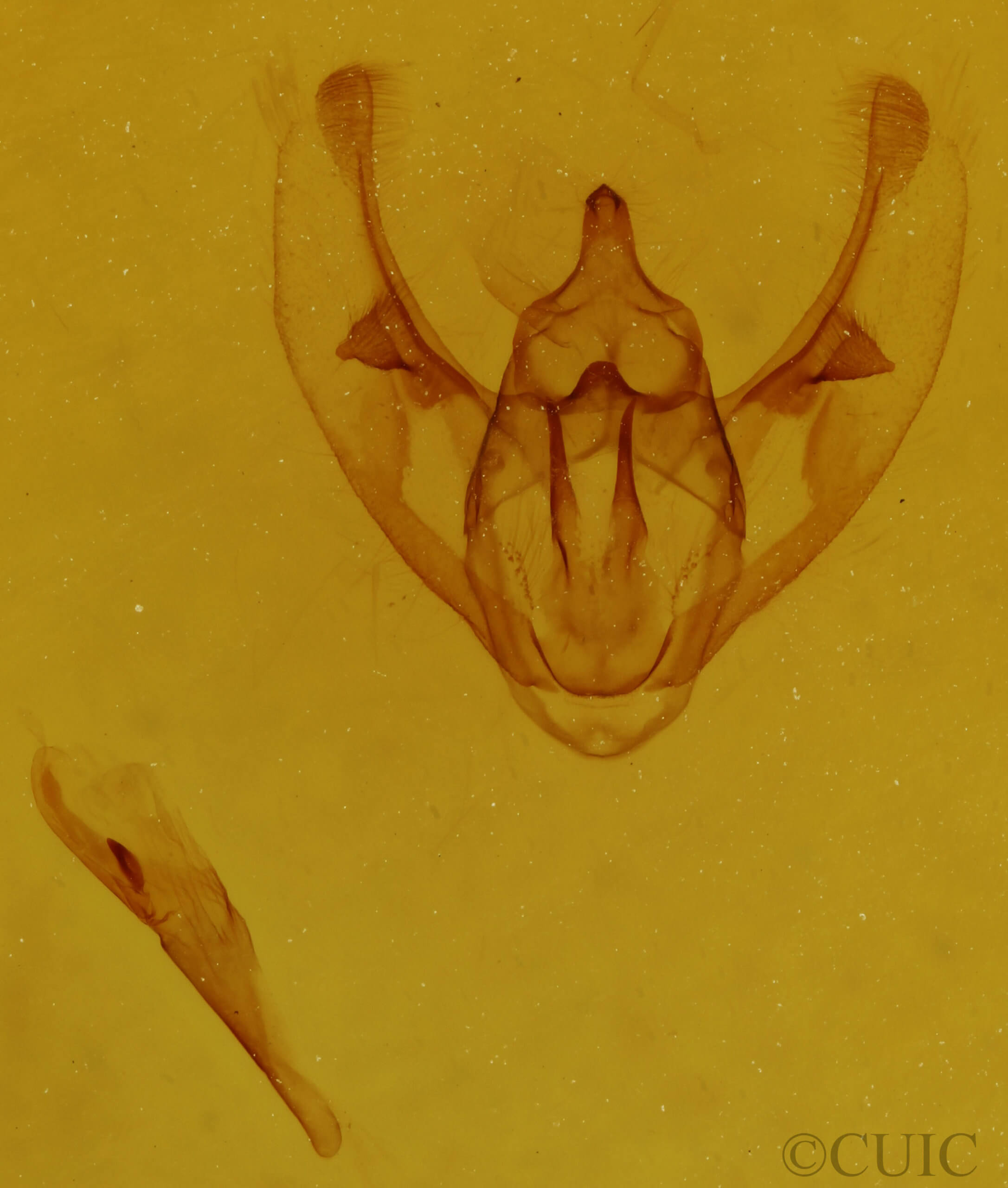 genitalia view of adult Neoalcis californiaria