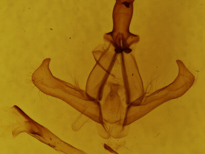 genitalia view of adult Nerice dispar
