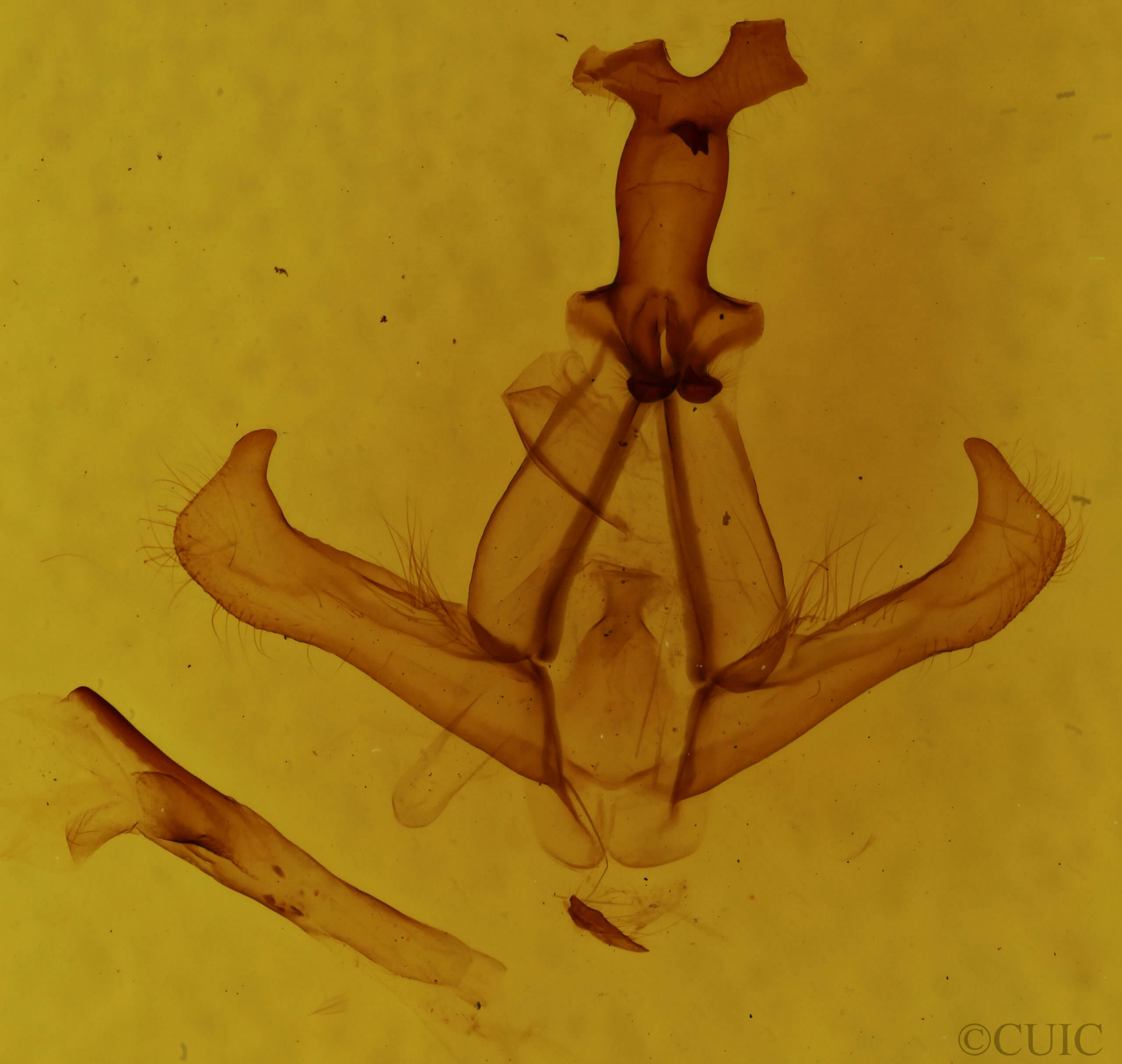 genitalia view of adult Nerice dispar