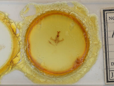 slide view of adult Nerice dispar