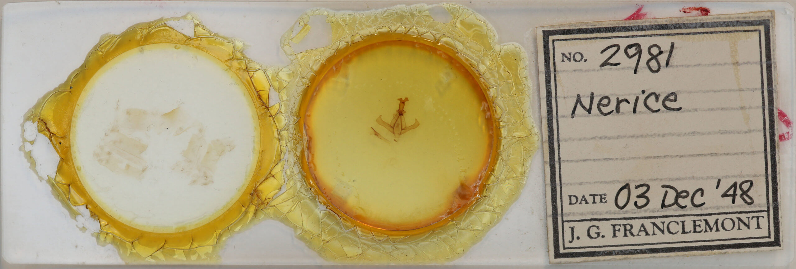 slide view of adult Nerice dispar