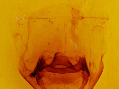 genitalia view of adult Nerice leechi