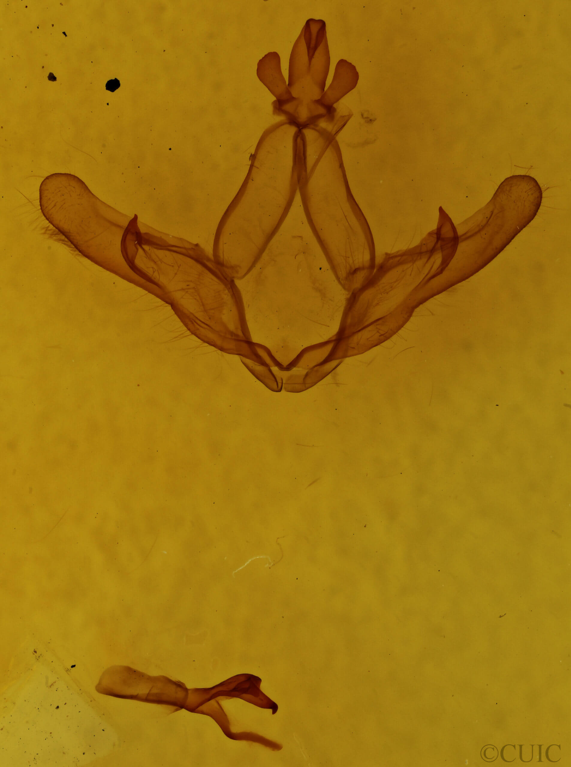 genitalia view of adult Nerice upina