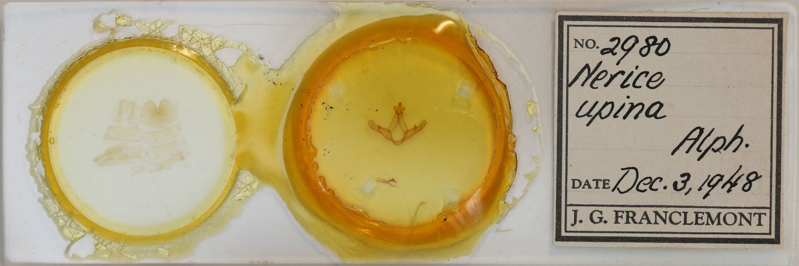 slide view of adult Nerice upina