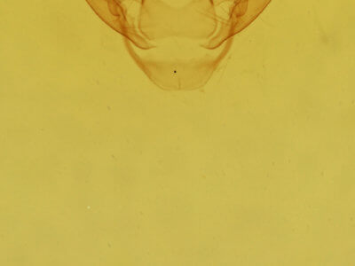 genitalia view of adult Gyrtona polionota