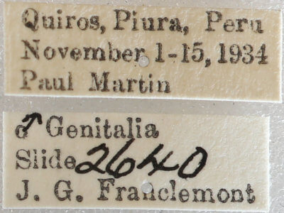 label view of adult Nephodia sororcula