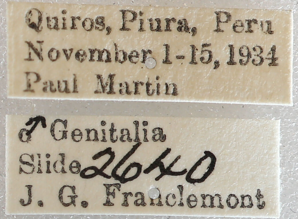 label view of adult Nephodia sororcula